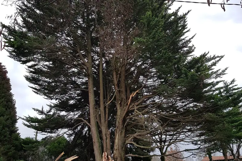 Démontage d’un arbre par tronçons retenus à la corde